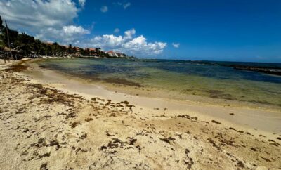 Sargassum in Puerto Aventuras june 10th 2025