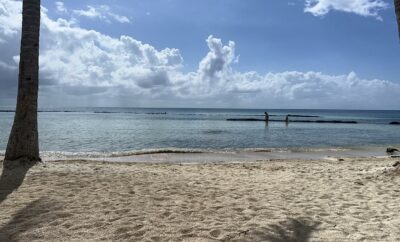 Sargassum puerto aventuras 2025/10